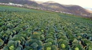 Cabbage Field-thestewartsinireland.ie
