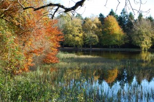 Donadea Forest Park-thestewartsinireland.ie