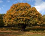 Forest Oak Tree 1-thestewartsinireland.ie