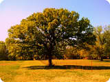 Forest Oak Tree-thestewartsinireland.ie