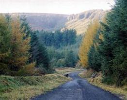Forest Road-thestewartsinireland.ie