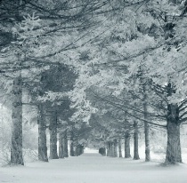 Forest in Winter-thestewartsinireland.ie