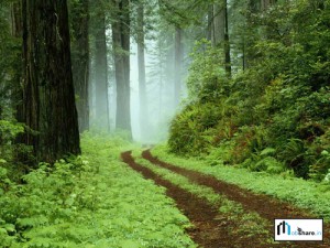 Forestry Spring-thestewartsinireland.ie