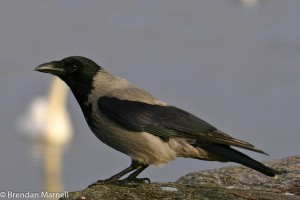 Hooded Crow--thestewartsinireland.ie
