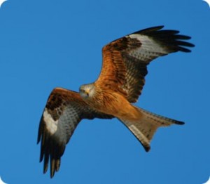 Red Kite 2-thestewartsinireland.ie