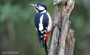 Woodpecker-thestewartsinireland.ie