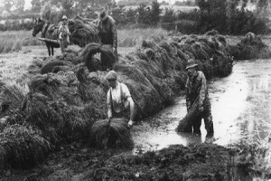 flax growers-thestewartsinirelend.ie