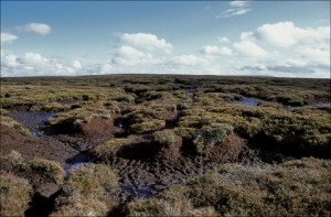 irish-bog-thestewartsinireland.ie