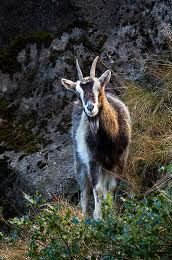 Goat Feral-thestewartsinireland.ie