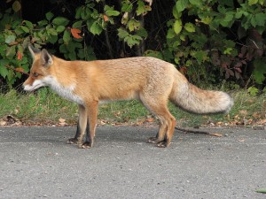Fox-thestewartsinireland.ie