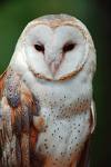Barn owl1-thestewartsinireland.ie